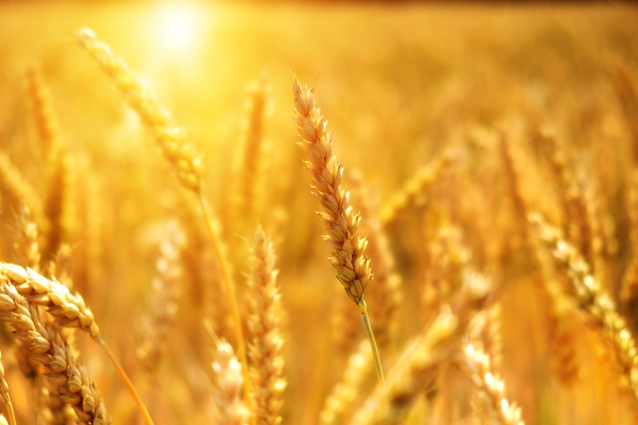 The Future of Agricultural Technology Innovations